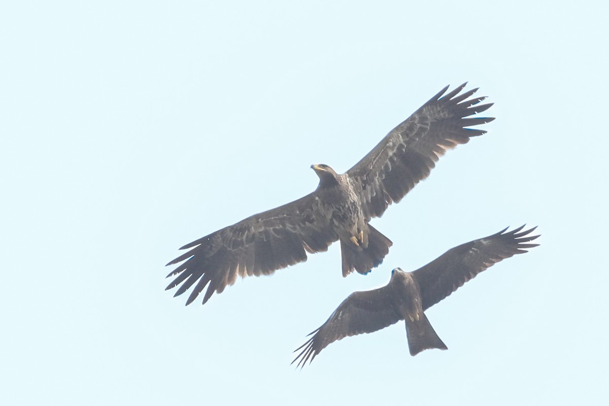 Tawny Eagle - ML627761244