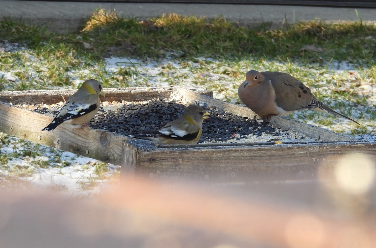 Evening Grosbeak - ML627761255