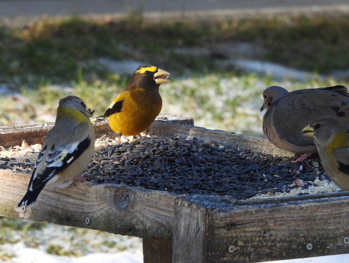 Evening Grosbeak - ML627761257