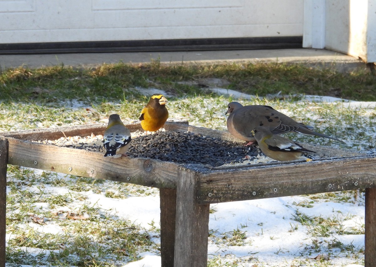 Evening Grosbeak - ML627761258