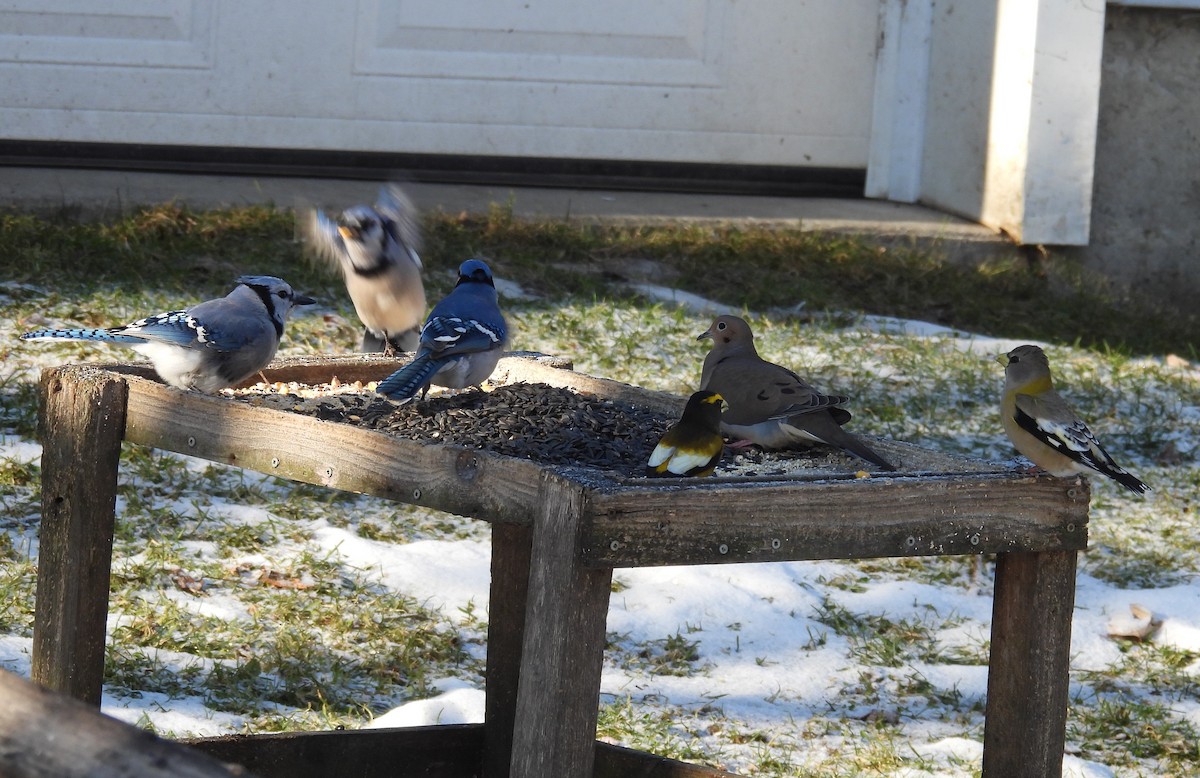 Evening Grosbeak - ML627761259