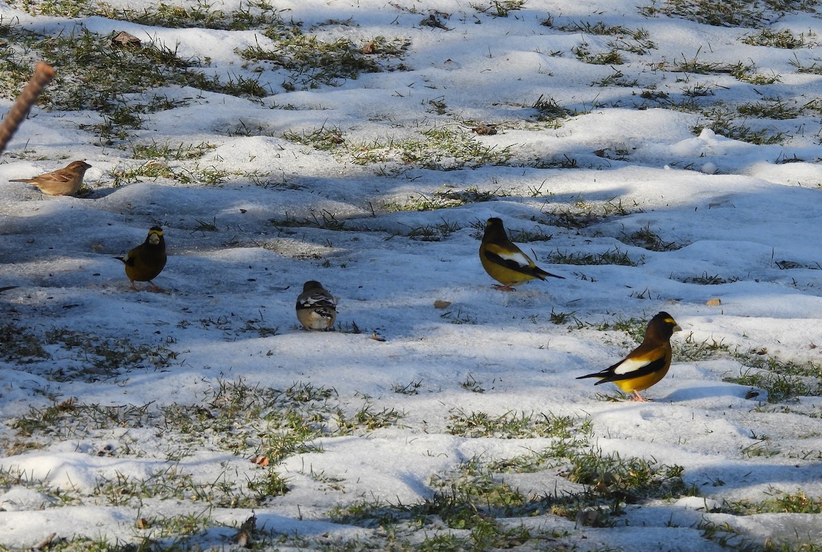 Evening Grosbeak - ML627761260