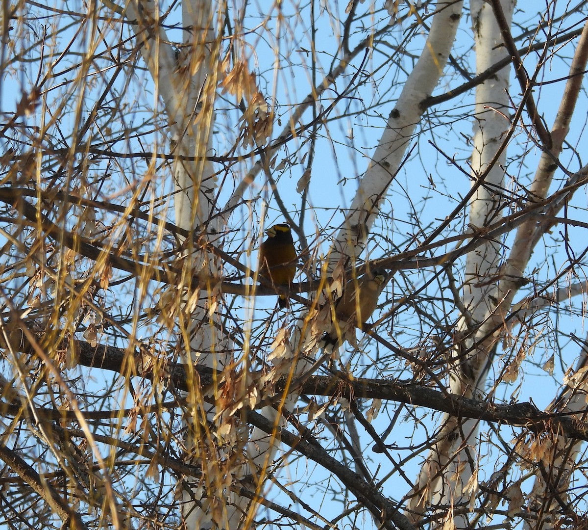 Evening Grosbeak - ML627761299