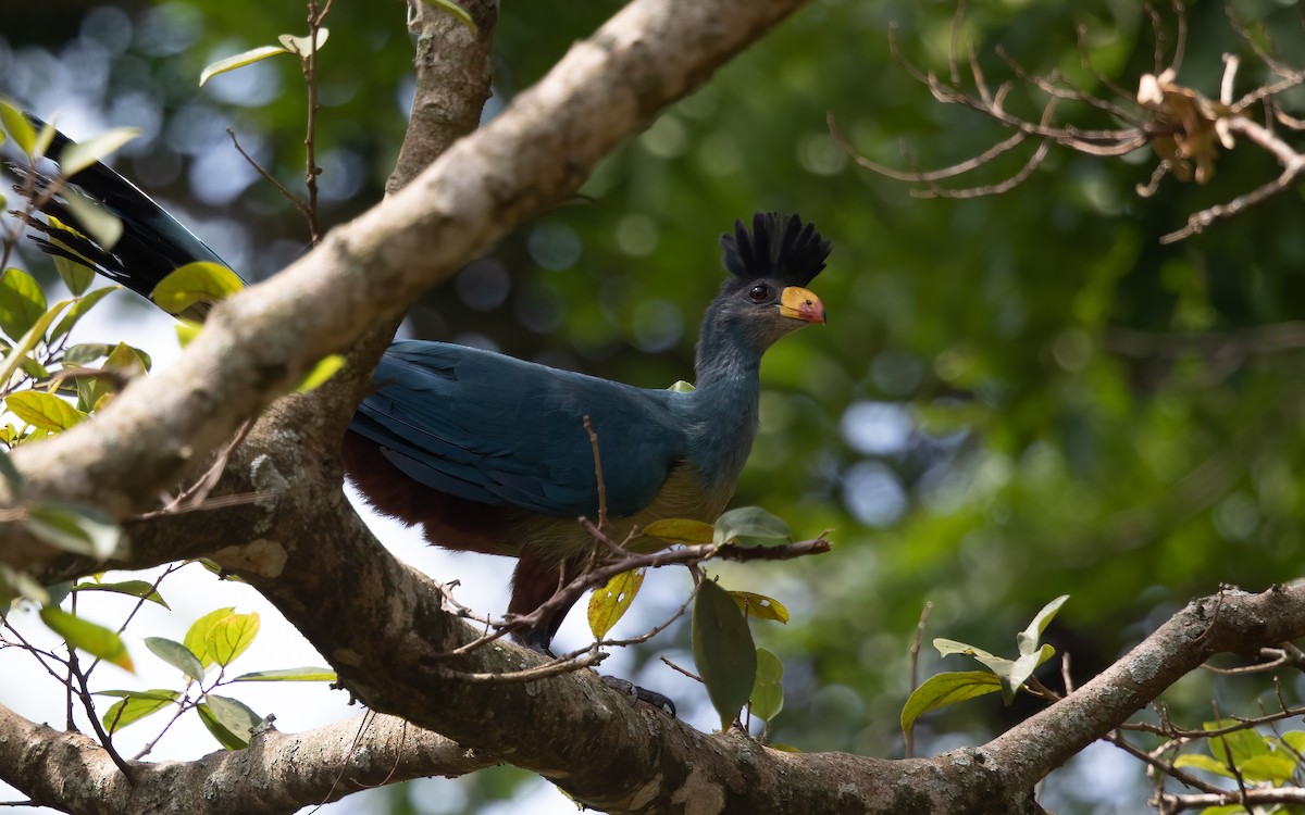 Great Blue Turaco - ML627761358