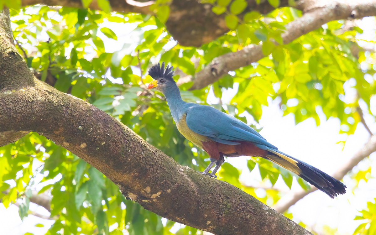 Great Blue Turaco - ML627761359