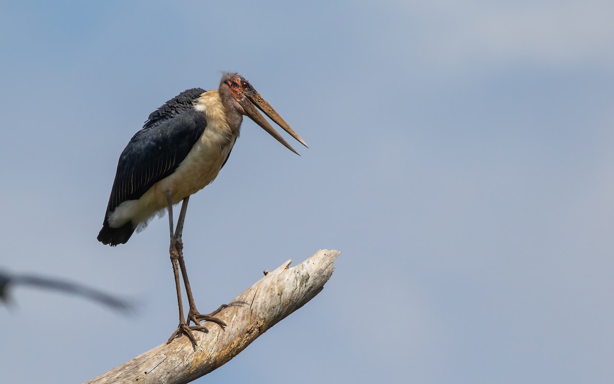 Marabou Stork - ML627761360