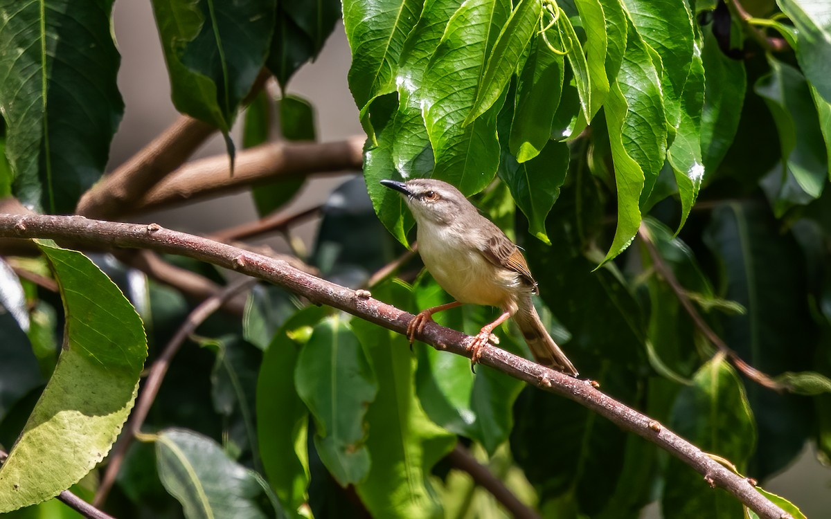 Tawny-flanked Prinia - ML627761367