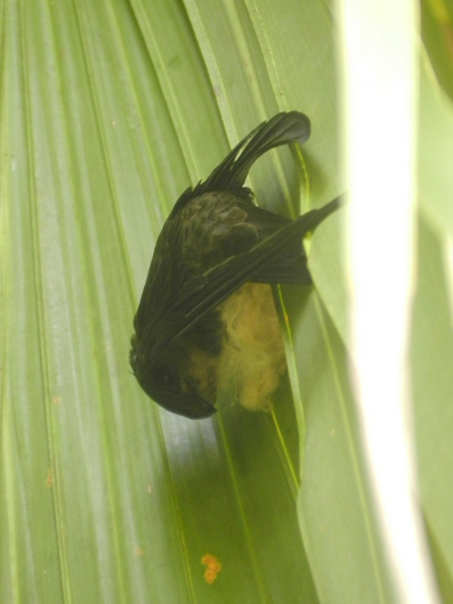 Asian Palm Swift - ML627761441