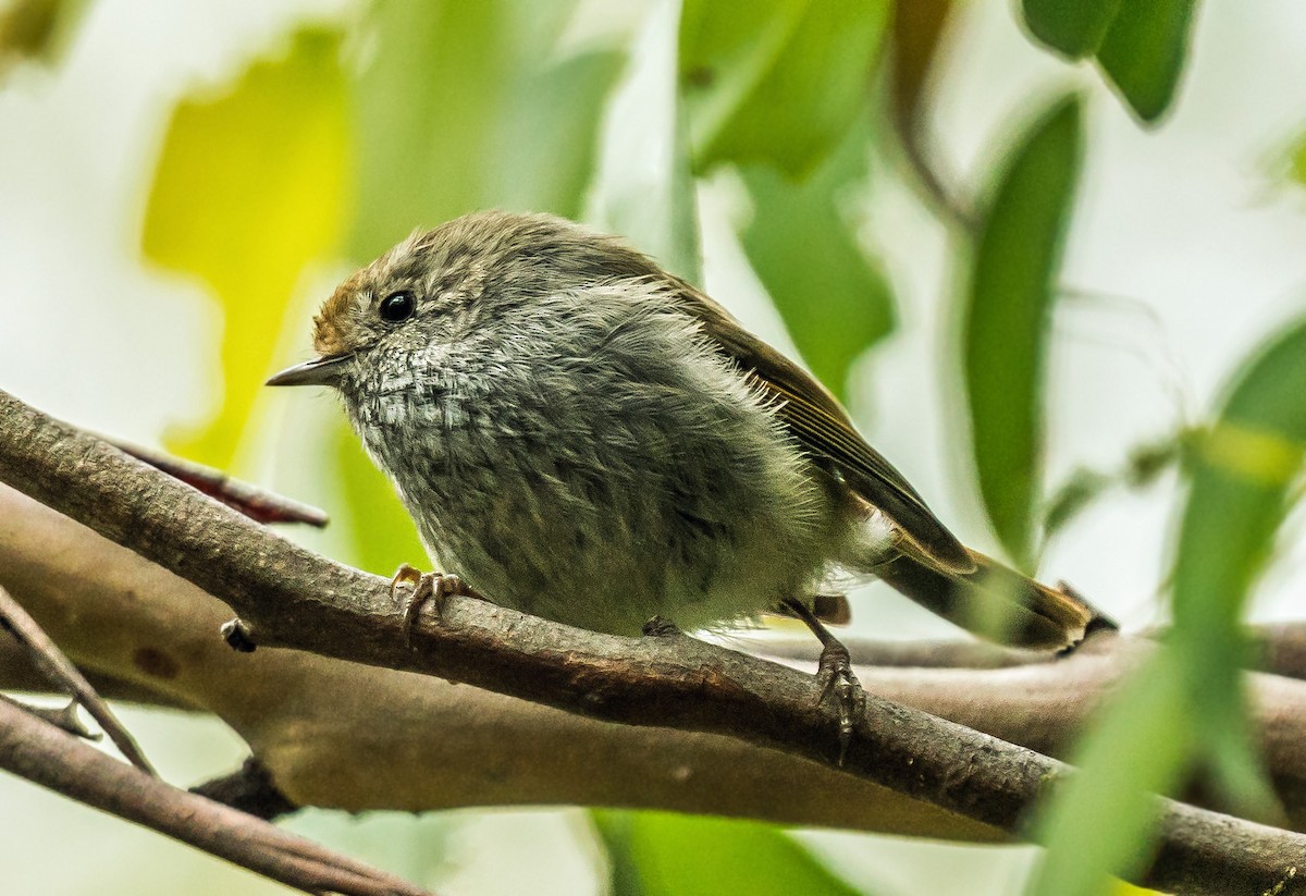 Tasmanian Thornbill - ML627761450