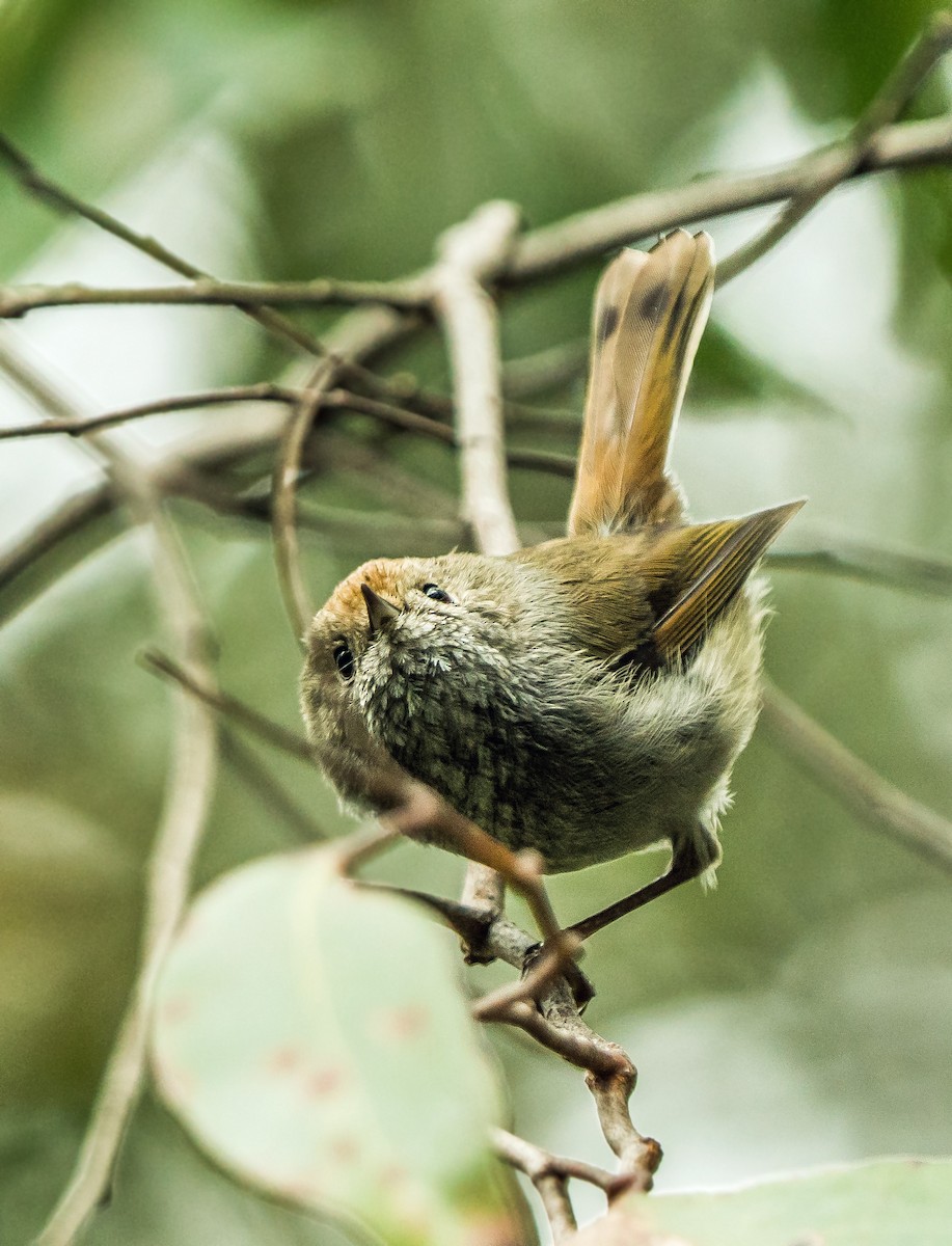 Tasmanian Thornbill - ML627761451