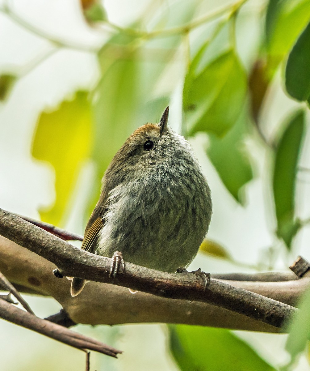 Tasmanian Thornbill - ML627761452