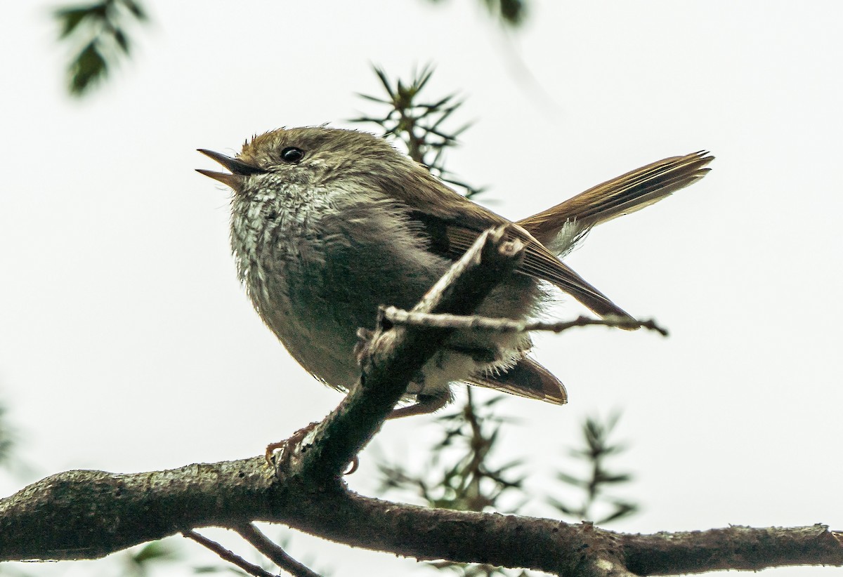 Tasmanian Thornbill - ML627761453