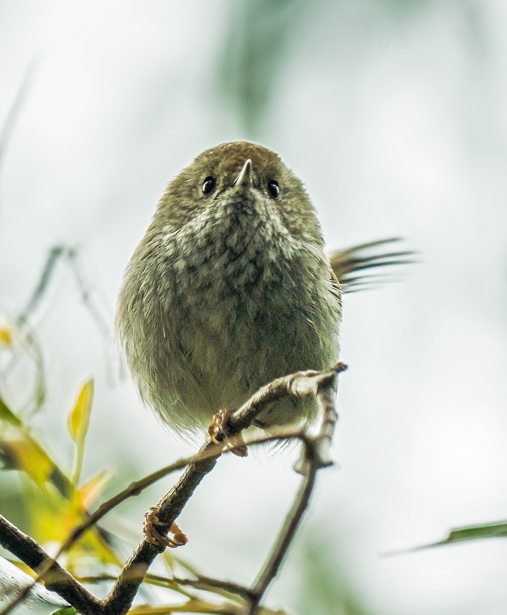 Tasmanian Thornbill - ML627761454