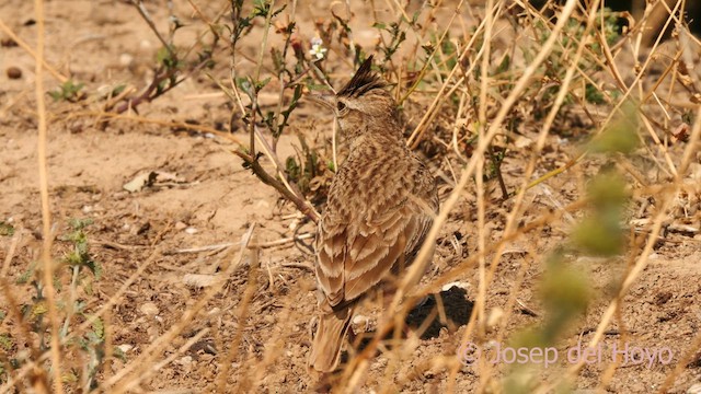 Crested Lark (Crested) - ML627761495