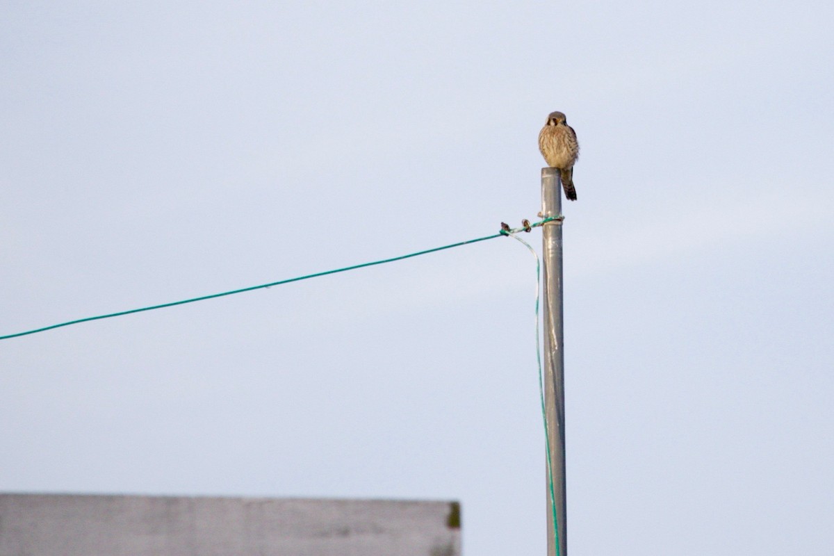 American Kestrel - ML627761579