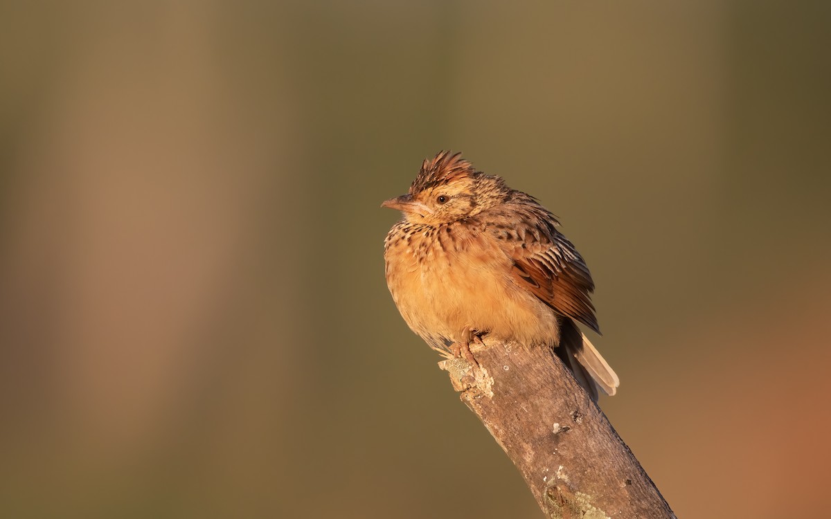 Rufous-naped Lark - ML627761583