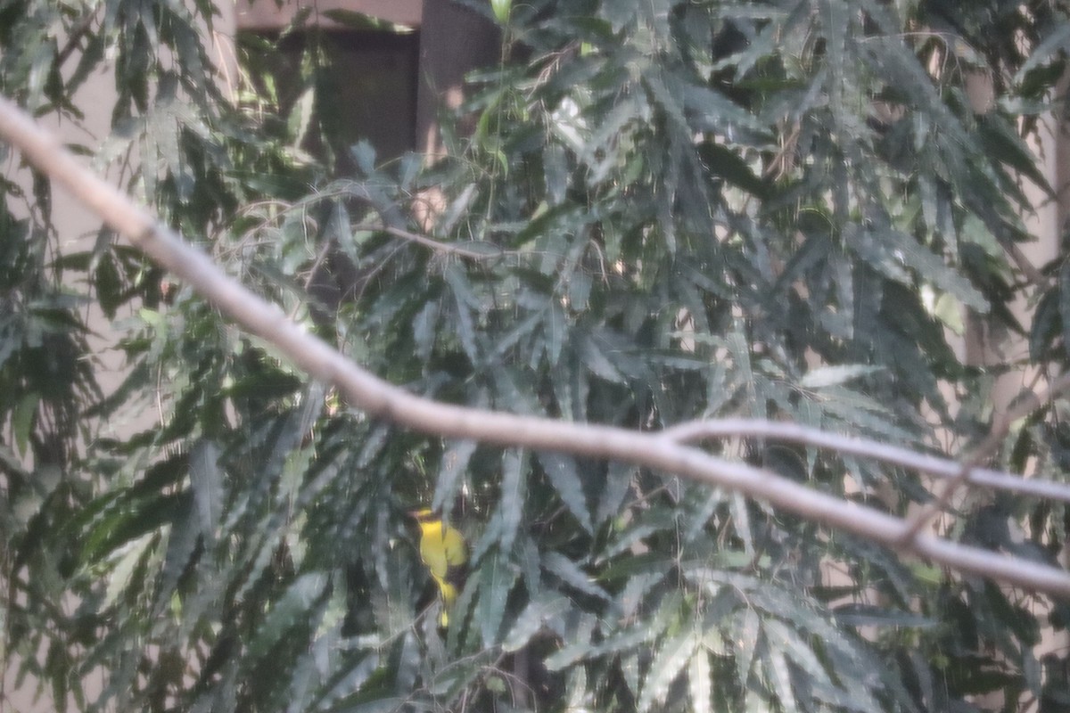 黃鸝 - ML627761630