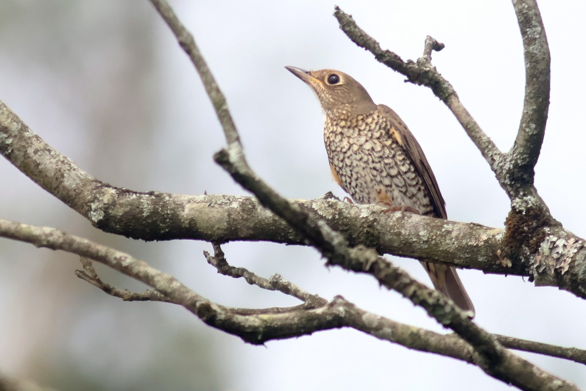 Blue-capped Rock-Thrush - ML627761680