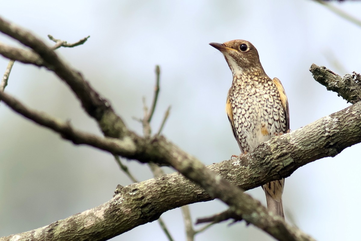 Blue-capped Rock-Thrush - ML627761681