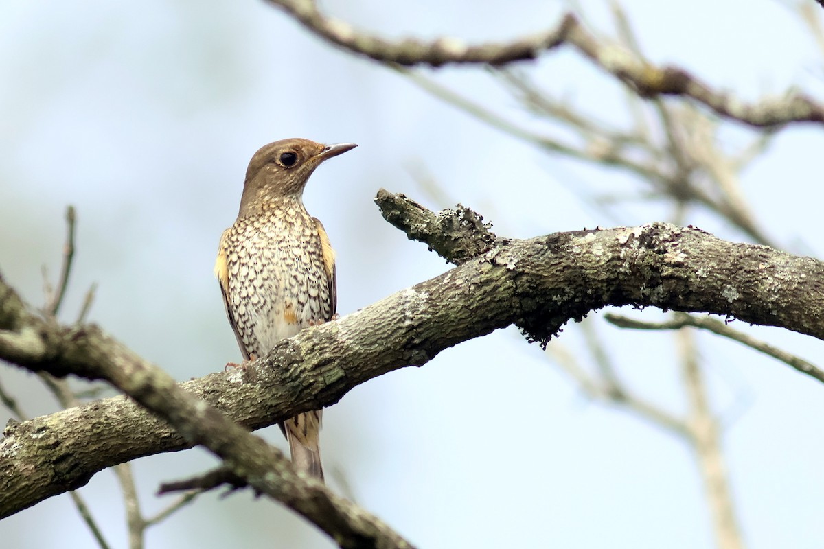 Blue-capped Rock-Thrush - ML627761684