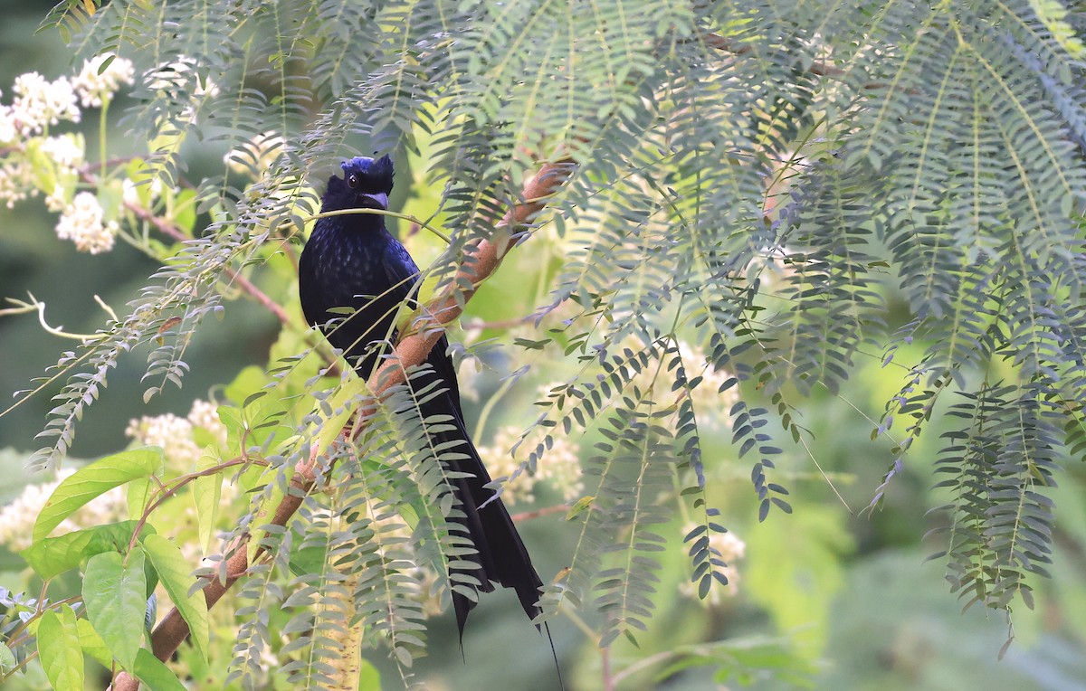 Drongo de Raquetas Grande - ML627761693