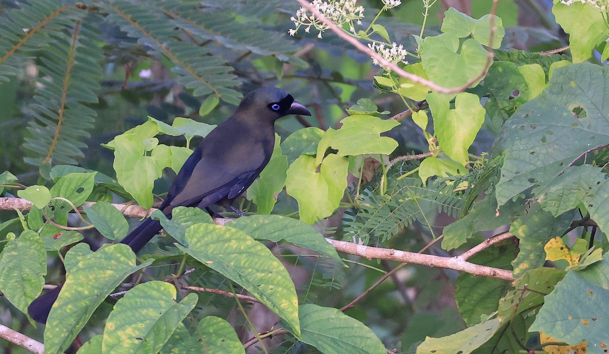 Racket-tailed Treepie - ML627761694