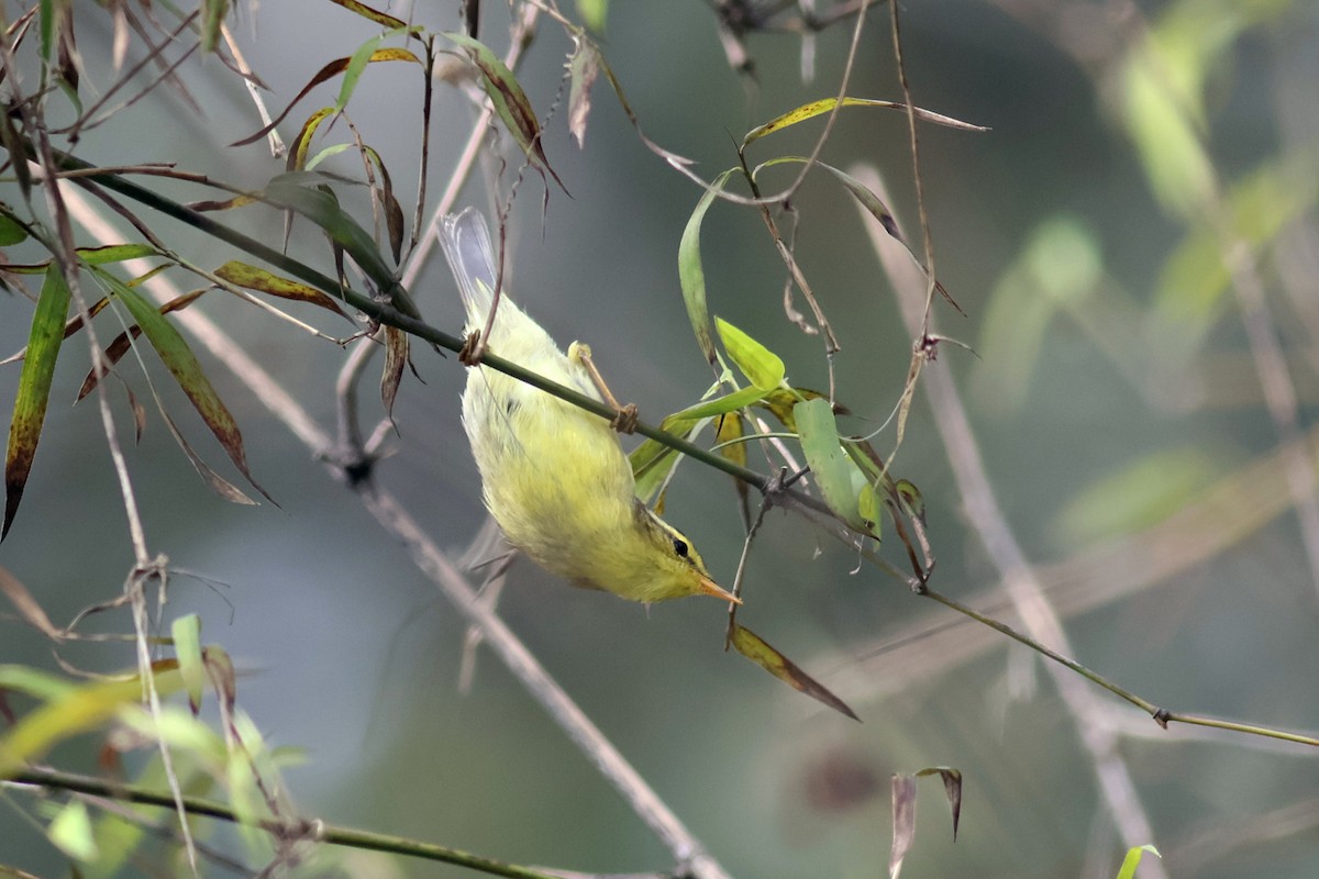 Tickell's Leaf Warbler - ML627761708