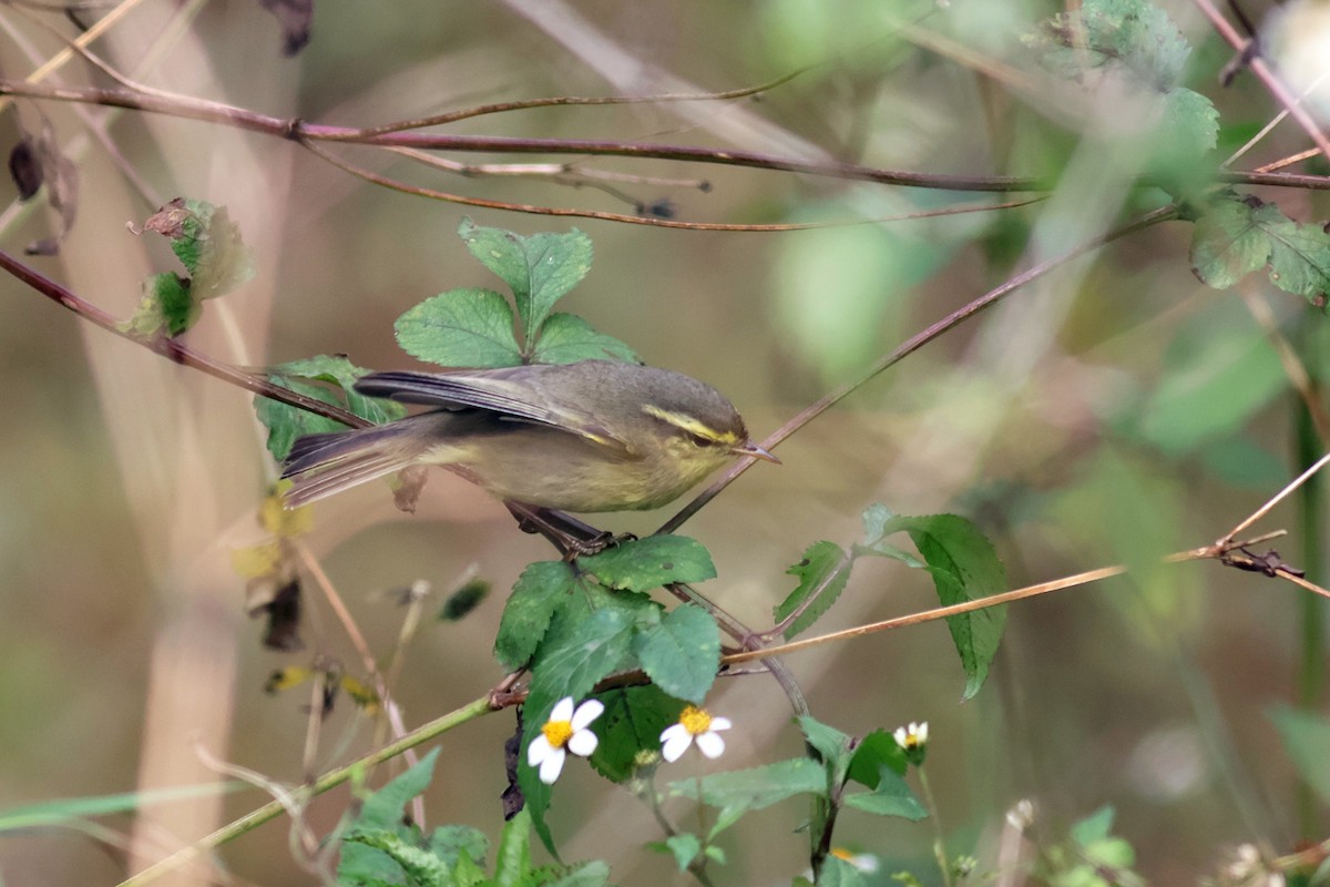 Tickell's Leaf Warbler - ML627761709