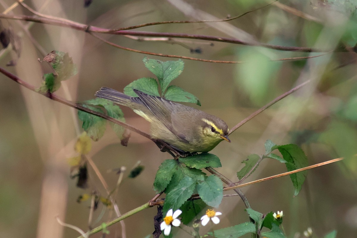 Tickell's Leaf Warbler - ML627761710