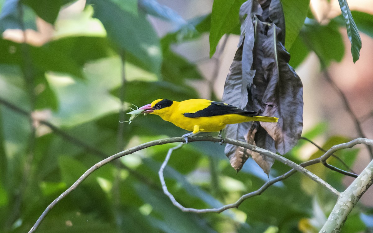 Black-naped Oriole - ML627761733