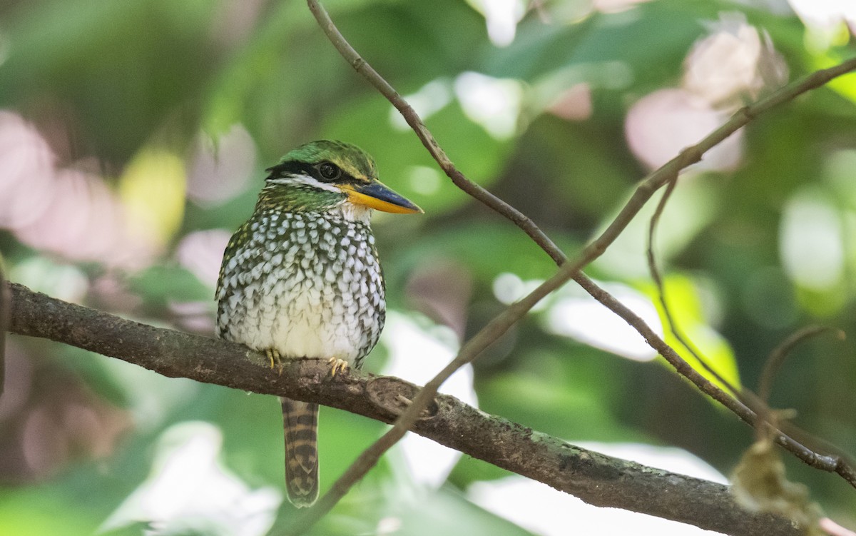 Spotted Kingfisher - ML627761736