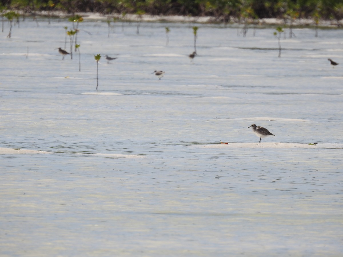 Gray-tailed Tattler - ML627761739