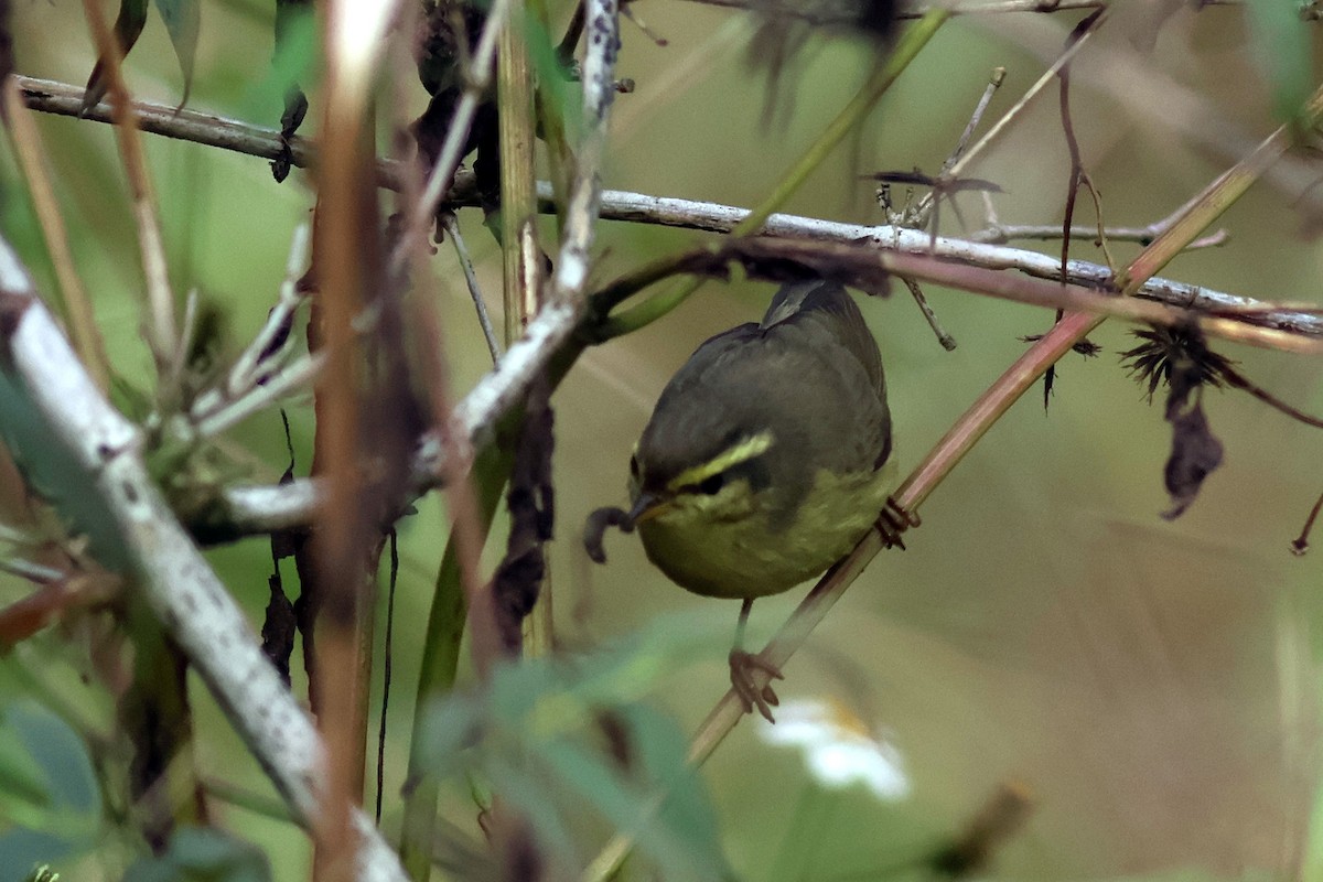 Tickell's Leaf Warbler - ML627761767