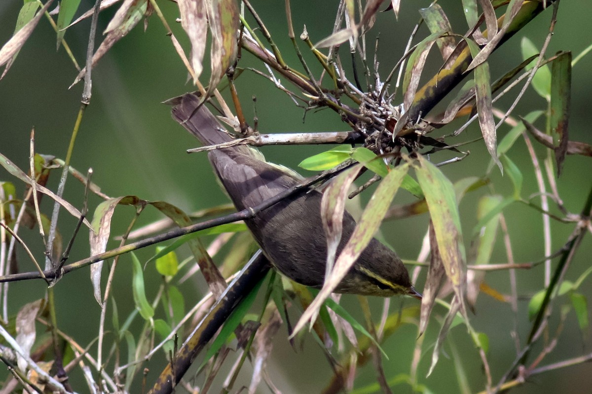 Tickell's Leaf Warbler - ML627761768