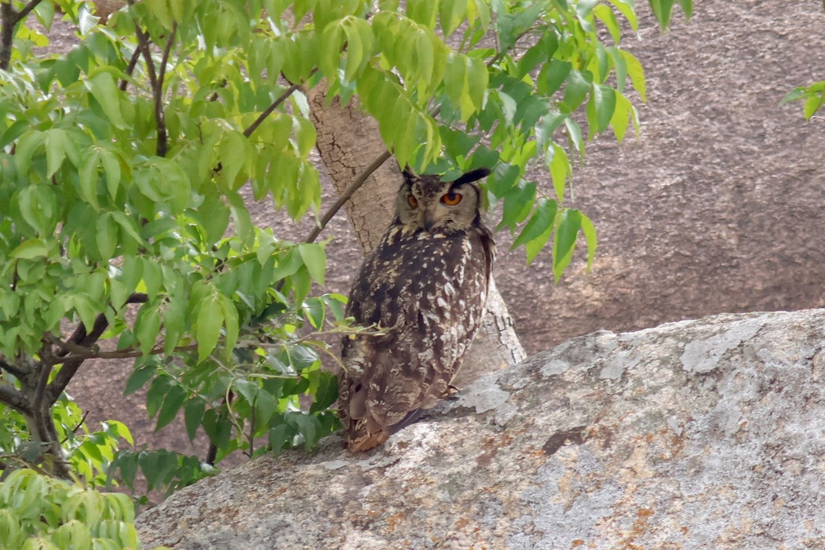 Rock Eagle-Owl - ML627761804