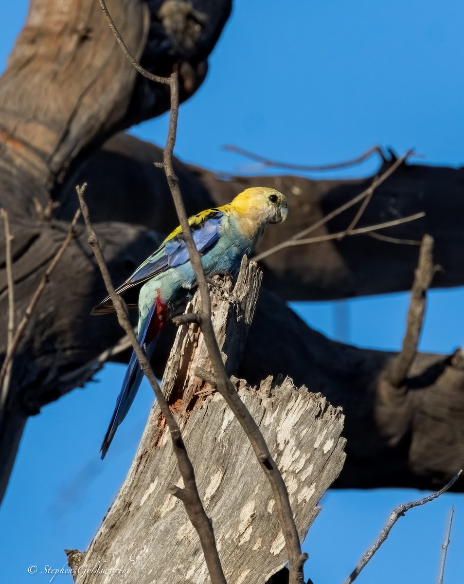 Pale-headed Rosella - ML627761854