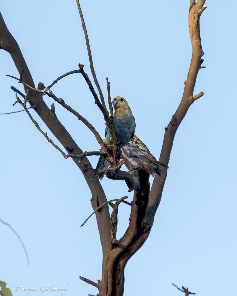 Pale-headed Rosella - ML627761855