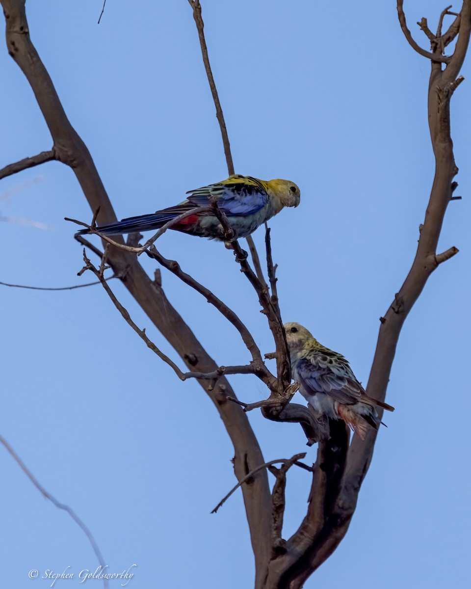 Pale-headed Rosella - ML627761856