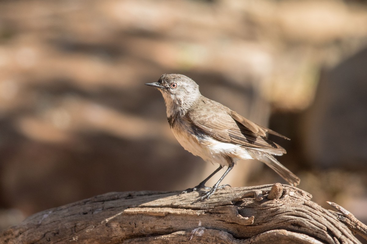 White-fronted Chat - ML627761878