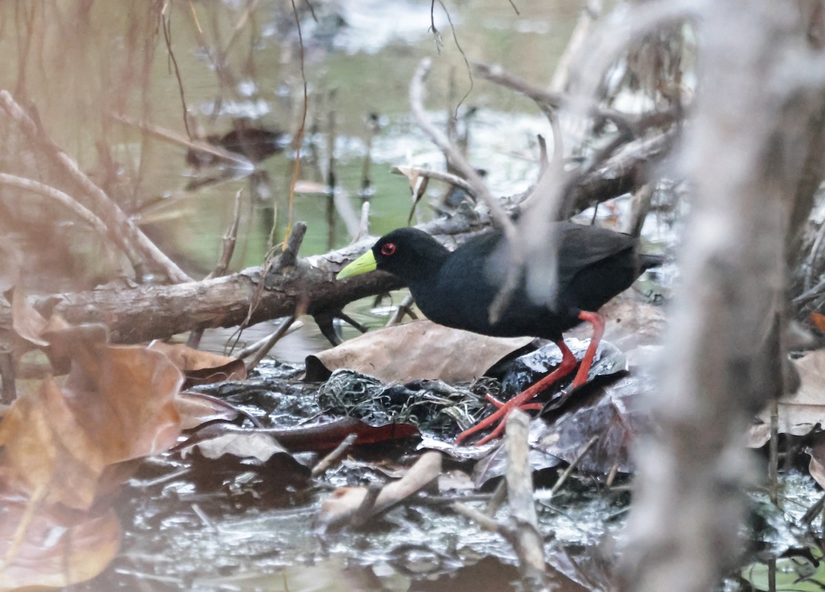 Black Crake - ML627761914