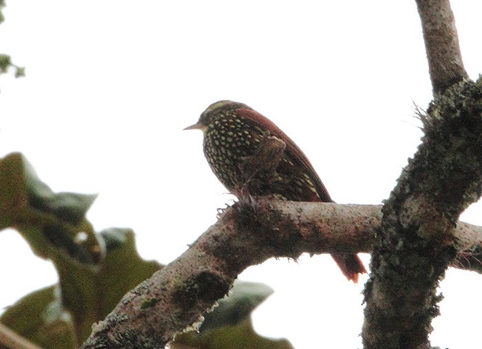 Rusty-winged Barbtail - ML627761940