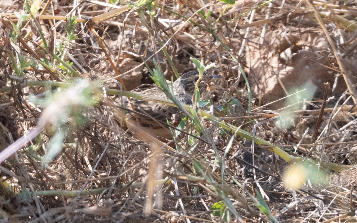 Singing Bushlark - ML627762071