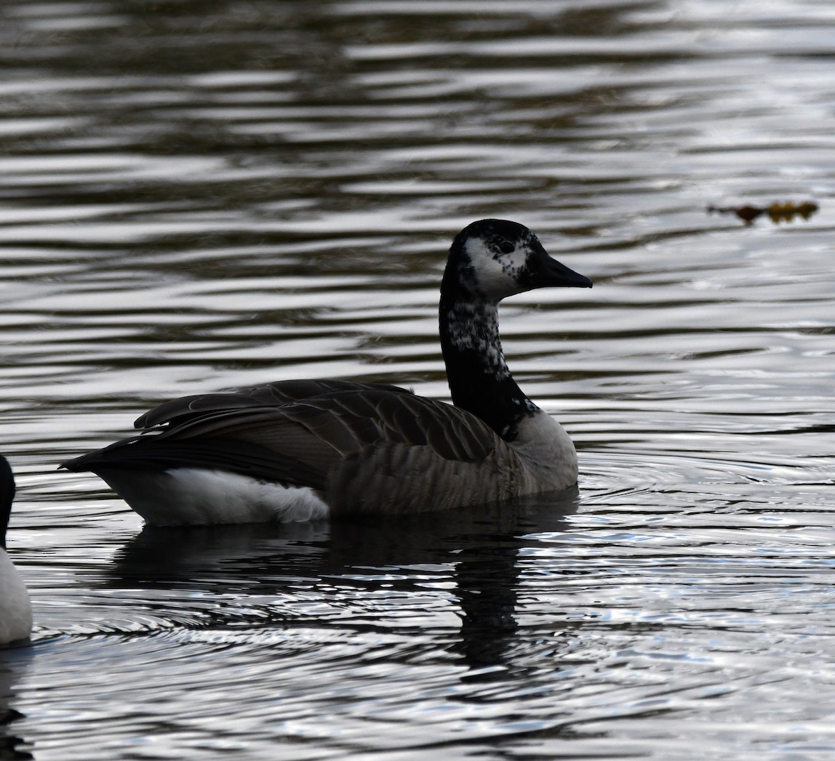 Canada Goose - ML627762109