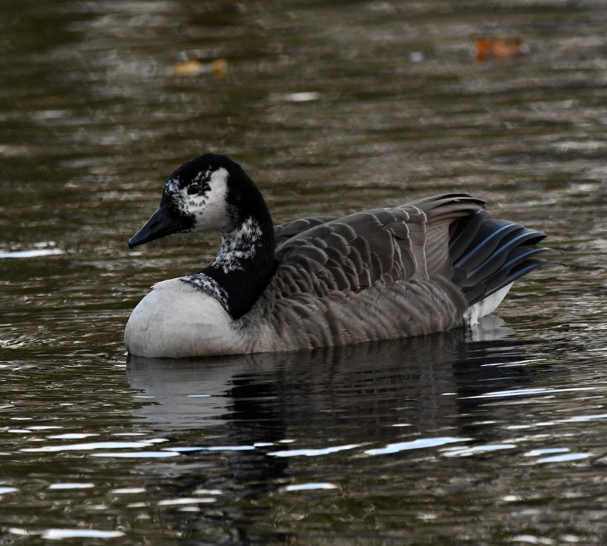 Canada Goose - ML627762110