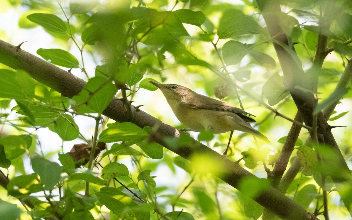 Eastern Olivaceous Warbler - ML627762112