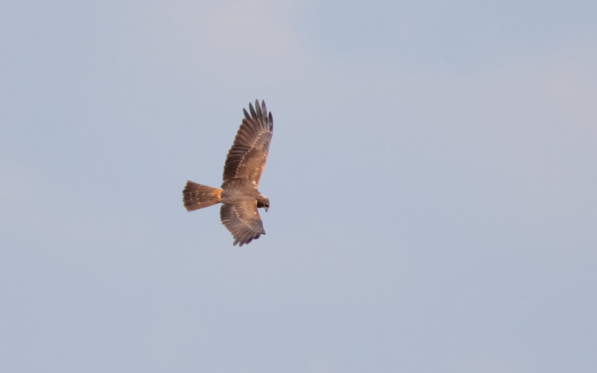 African Marsh Harrier - ML627762113