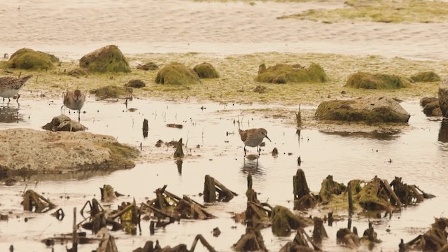 White-rumped Sandpiper - ML627762157