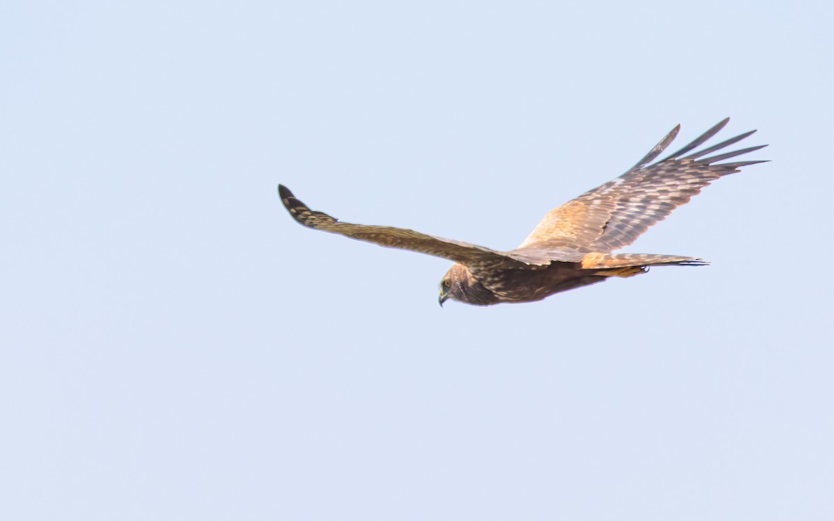 African Marsh Harrier - ML627762223