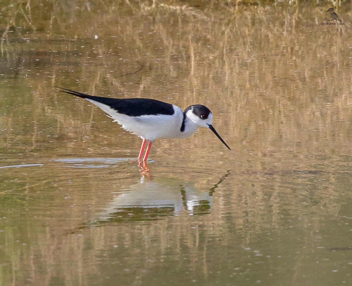 高蹺鴴 - ML627762232