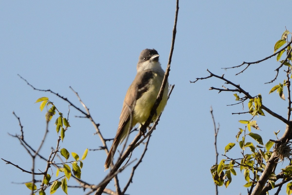 Thick-billed Kingbird - ML627762241